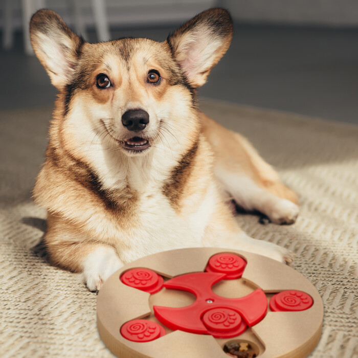 Relaxdays Intelligenzspielzeug für Hunde