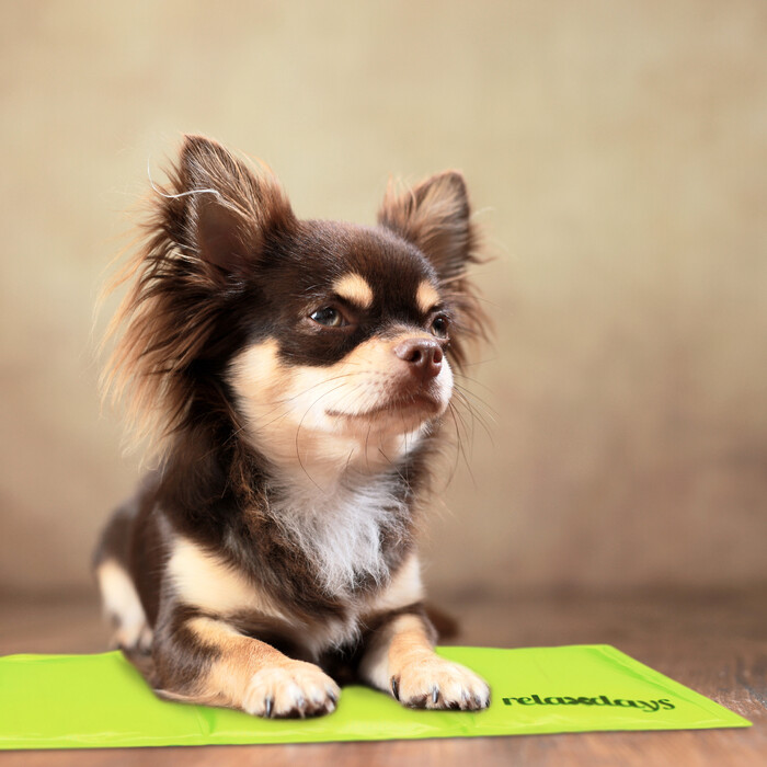 Relaxdays Grüne Kühlmatte für Hunde