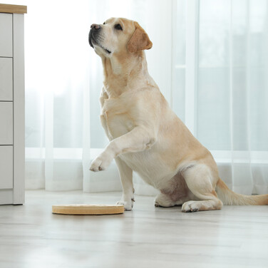 Relaxdays Intelligenzspielzeug für Hunde