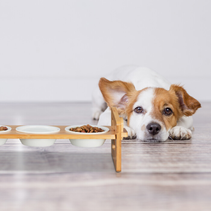 Relaxdays Futterstation für Hunde höhenverstellbar