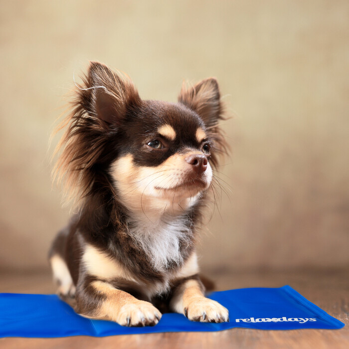 Relaxdays Kühlmatte Hund blau