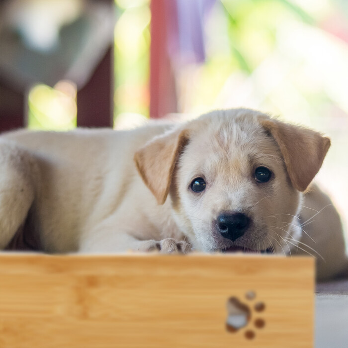 Relaxdays Doppelte Futterbar für Hunde